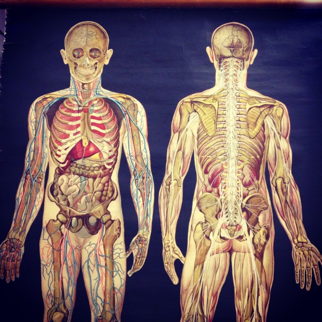Vintage Anatomy Chart